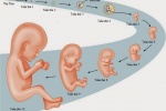 Kỳ diệu sự phát triển của thai nhi trong 3 tháng đầu tiên