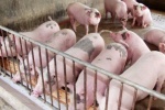 Sẽ có lộ trình cấm sử dụng thuốc kháng sinh trong chăn nuôi