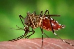 Nhận diện loại muỗi truyền bệnh sốt xuất huyết
