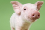Nội tạng lợn có thể ghép được cho người?