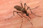 10 biến chứng liên quan đến bệnh sốt xuất huyết