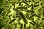 Lợi khuẩn probiotics: Chết tốt hơn sống?