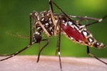 Phát hiện virus gây dị tật thai nhi trong muỗi sốt xuất huyết