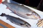 FDA cho phép sử dụng cá hồi biến đổi gene
