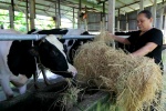 Nông dân chăn nuôi bò sữa không sợ 
