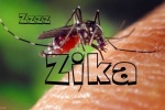 Mẹ nhiễm virus Zika, con dễ nhỏ não