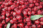 Người bị huyết áp thấp có được uống hoa atiso đỏ?