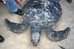 Thả rùa biển có khắc chữ trên mai về đại dương