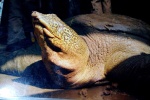 Ý tưởng đưa rùa Đồng Mô về hồ Gươm gây tranh cãi