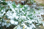 Xót xa rừng mận, hoa màu Mộc Châu bị vùi trong tuyết