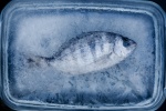 Bảo quản thịt cá: Chỉ nhét vào tủ lạnh là xong?