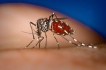 Muỗi vằn nuôi ở Nha Trang áp chế được virus Zika?