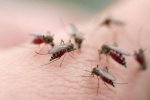 Diệt 1 loại muỗi phòng được 2 loại bệnh nguy hiểm