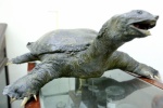 Bảo quản rùa hồ Gươm bằng công nghệ hiện đại nhất thế giới