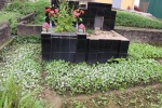 Người Hà Nội ăn rau trồng trên mộ được rửa bằng nước nghĩa địa