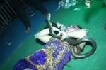 Nữ ca sỹ chết thảm vì mang hổ mang chúa lên sân khấu