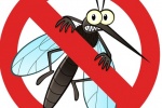 Đuổi muỗi, phòng virus Zika bằng tinh dầu tự nhiên