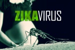 Sốc: Virus Zika có thể gây viêm não và tủy sống ở người lớn 