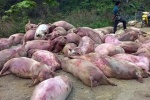 Trung Quốc không mua, dân Việt chia nhau ăn xác lợn chết thâm đen