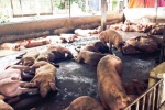 Chấn động nguyên nhân nông dân trộn chất cấm vào thịt lợn, rau xanh
