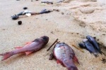 Đã tìm ra nguyên nhân cá biển chết hàng loạt ở Quảng Bình