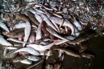 Ăn cá chết vì nhiễm độc dễ tử vong trong 2 giờ!