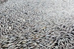 Những vụ cá chết hàng loạt ở Việt Nam gây chấn động dư luận!