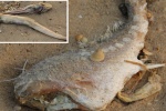 Vụ cá chết hàng loạt: Nghi vấn ống xả thải khổng lồ dưới biển Vũng Áng
