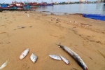 Vụ cá chết hàng loạt: 40 tấn cá chết vì “trúng độc” đã đi đâu?