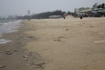 Cá chết xuất hiện dọc bãi biển Đà Nẵng