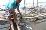 Nhiều tấn cá lồng và cá biển ở Huế tiếp tục chết