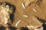 Cá chết hàng loạt ở thượng nguồn sông Bưởi Thanh Hóa