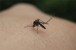 4 bệnh nguy hiểm do muỗi gây ra trong mùa nắng nóng