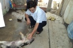 Bác thông tin lợn chết do uống phải nước nhiễm mặn
