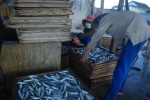 Phát hiện chất cực độc trong cá nục đông lạnh tại Quảng Trị