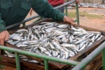 Bộ Y tế yêu cầu kiểm tra lại độc tính trong cá nục ở Quảng Trị
