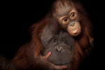 Ngắm bộ ảnh tuyệt đẹp về tình mẹ con ở thế giới động vật