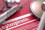 6 triệu chứng của bệnh do xoắn khuẩn leptospira không nên bỏ qua