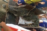 Bắt được cá sấu hơn 70kg ở hồ câu nổi tiếng Hà Nội