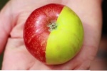 Bệnh nhân đái tháo đường nên ăn táo xanh hay táo đỏ?
