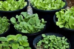 7 loại thảo mộc bạn không nên mua mà tự trồng ngay tại nhà