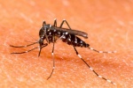 Cà Mau: Bệnh sốt xuất huyết tiềm ẩn bùng phát thành dịch