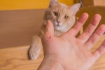 Bệnh mèo cào: Những điều bạn cần biết khi chơi cùng mèo