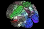 Bản đồ não mới tiết lộ 97 vùng chưa được biết đến