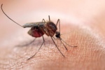 Ca dương tính với virus Zika đầu tiên ở Phú Yên