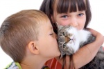 4 lý do bạn nên có một con mèo trong nhà