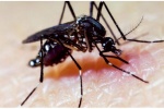 FDA cho phép dùng muỗi biến đổi gene để chống dịch Zika tại Mỹ