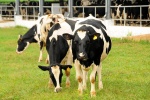 Bỏ ra ngàn tỷ đầu tư trang trại bò sữa, Vinamilk thu được gì?