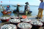 Bộ Y tế: Một số hải sản ở miền Trung vẫn chưa ăn được