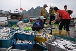Điểm mặt các loại hải sản Bộ Y tế khuyến cáo chưa dùng tại miền Trung